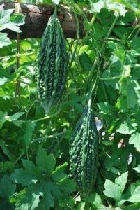 UGRA Bittergourd Seeds (Rasi Seeds) Seed Price in India - Buy UGRA ...