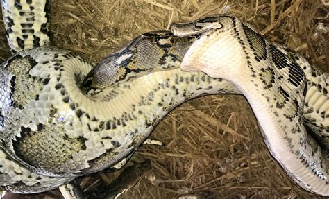 Image result for Giant Python Snake
