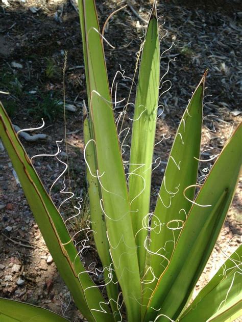 Yucca faxoniana - Faxon yucca, Eve's needle, Spanish dagger, Spanish ...