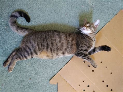 Bengal And Tabby Cat Mix at Tina Kemp blog