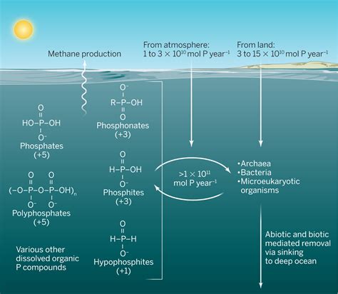 The missing link in oceanic phosphorus cycling? | Science