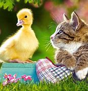 Image result for Cute Animal Spring Desktop