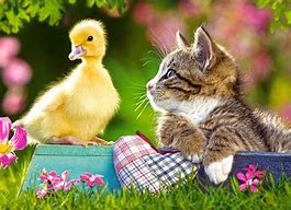 Image result for Spring Baby Animals