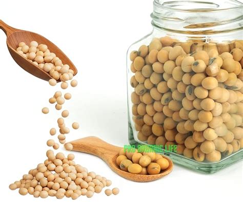 Pro Organic Life all natural soya bean seeds, soybean seeds, soyabean ...