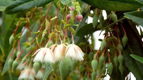 Natura GreenHouse"Rudraksh Plant" Rudraksah Shivaksha Shivapriya ...