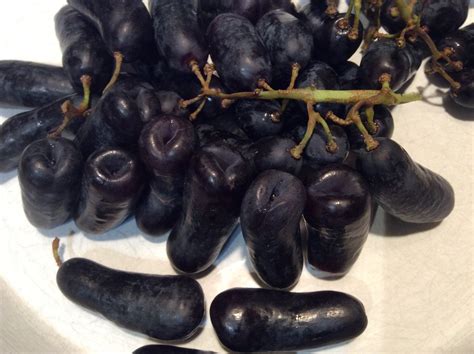 Strange shaped grapes - General Fruit Growing - Growing Fruit - what does taste like long