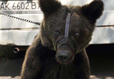 Animal Welfare and Tourism - FOUR PAWS International - Animal Welfare ...