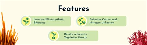 Sea6 Energy AG Boost Organic Plant Growth Enhancer Red Seaweed Extract ...