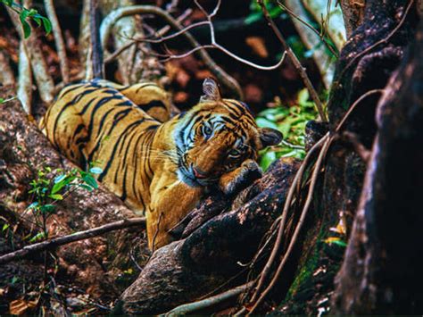 The ultimate tiger safari circuit: Top 9 parks in India for maximum ...