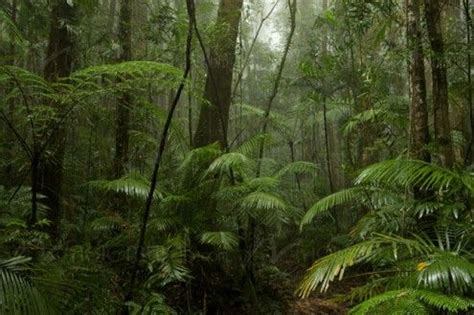 Image result for Forest O2 Vector