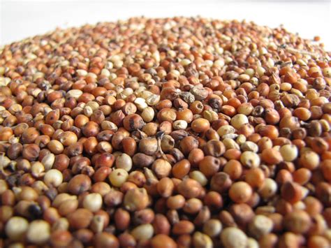 Sorghum grain | Feedipedia
