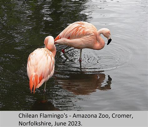 Chilean Flamingo