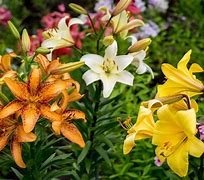 Image result for lily