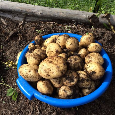 Eating Organically Grown Food 的图像结果