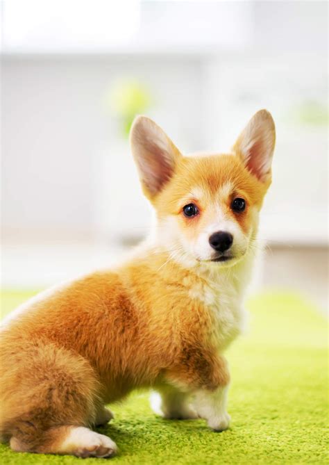Pembroke Welsh Corgi Dog Breed Information Center