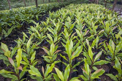 Budidaya Tanaman Cengkeh: Kiat dan Panduan Lengkap