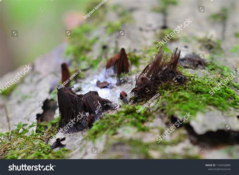 Stemonitis Splendens Slime Mold Known Chocolate Stock Photo 1162056889 ...