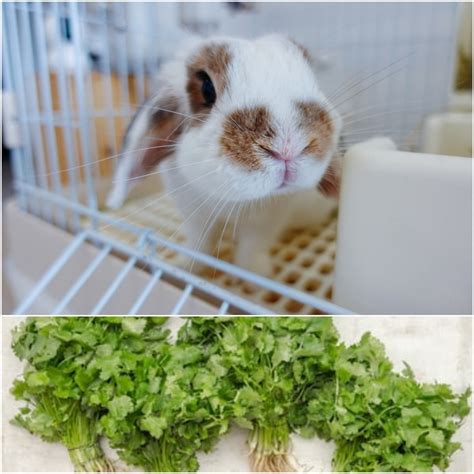 Can Rabbits Eat Cilantro? - Everything Bunnies