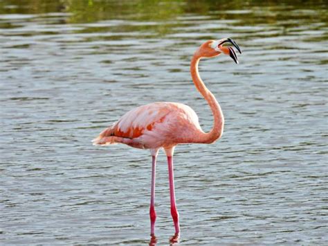 Flamingo Google Classroom Code 的图像结果