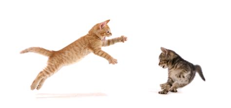 Never let your cats “fight it out.” Here's why — Bon Voyage
