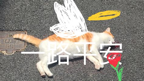第一次开车带猫旅行，猫咪发出求救信号被铲屎官误解，好心疼_腾讯新闻