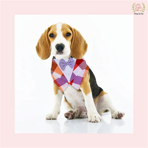 Plum Tuxedo Dog Bandana- Perfect Blend of Style and Comfort – Wrapinfur