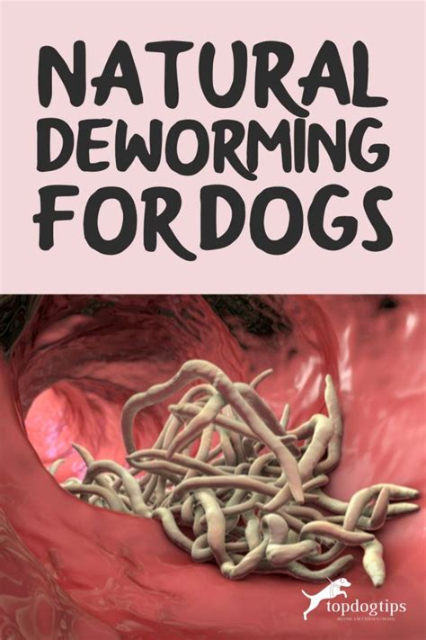 De Worming Dogs Naturally 的图像结果