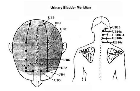 Electro Acupuncture According To Voll Figures : Acupressure Research ...
