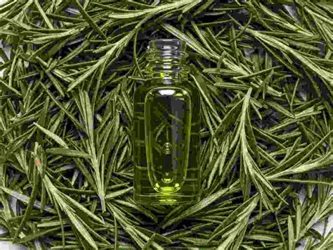 Does rosemary oil contain DHT blockers and treat hair loss?