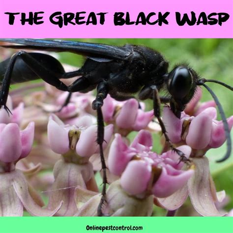 Great Black Wasp Nest