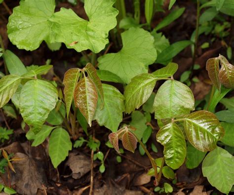Poison Ivy Free Stock Photo - Public Domain Pictures
