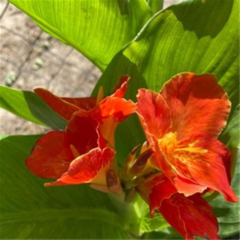 Amazon.com : HFJSNFU Canna Lily Tubers Bulk Canna Bulbs for Sale Ornamental Flowers and Plants ...