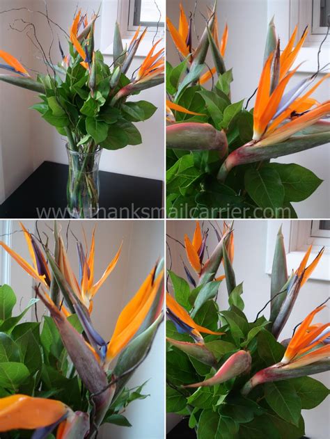 Thanks, Mail Carrier | Avas Flowers {Birds of Paradise Bouquet Review ...