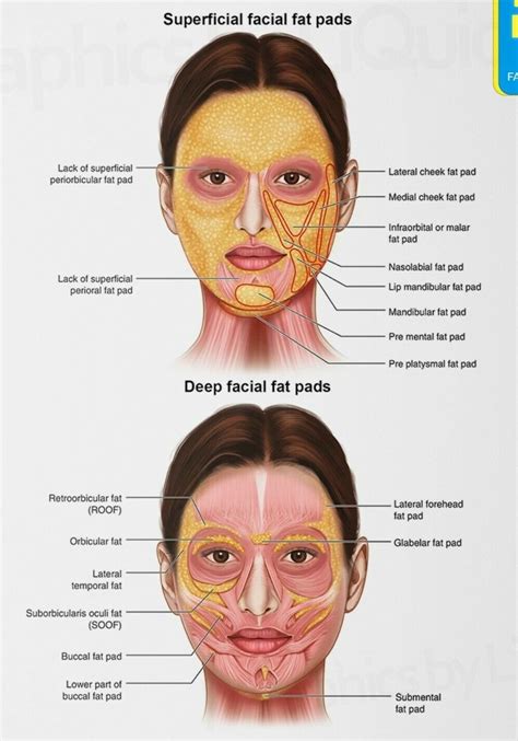 The Temple Of Face Anatomy