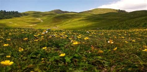 Khaliya Top Trek Munsiyari – Complete Guide with Itinerary 2025