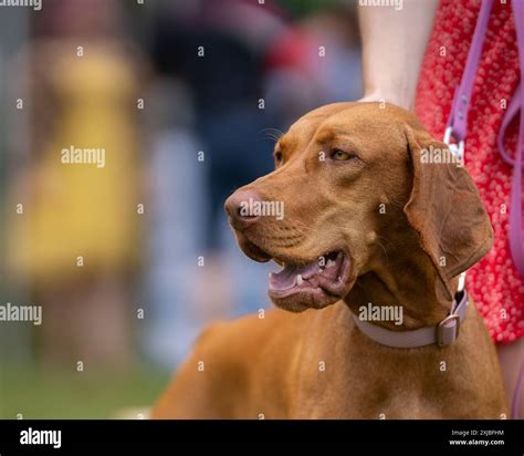 Vizsla hunting dog standing in a park. Portrait of Vizsla also known as ...