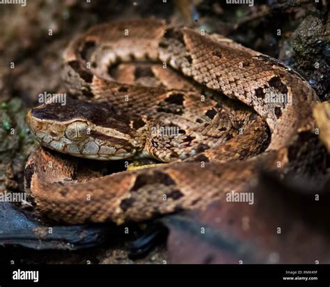 Fer de lance hi-res stock photography and images - Alamy
