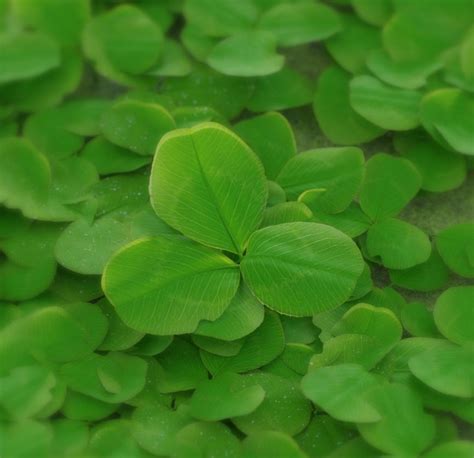 Image result for Clover Modelling