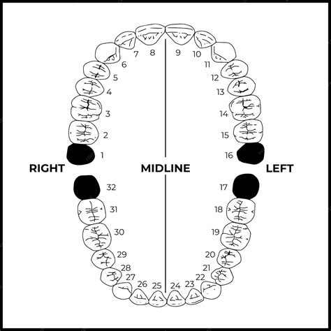 Image result for Tooth Numbering System