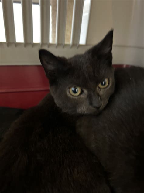 Porthos and Aramis (Athos rehomed) – Society for Abandoned Animals