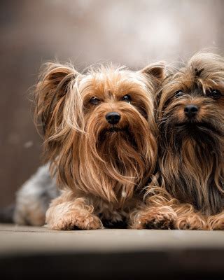 Download wallpaper dogs, portrait, a couple, Yorkshire Terrier, section ...