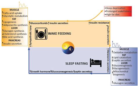 Lipids around the Clock: Focus on Circadian Rhythms and Lipid Metabolism