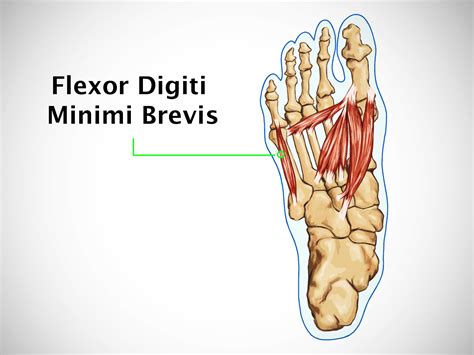 FLEXOR DIGITI MINIMI BREVIS - MOHO