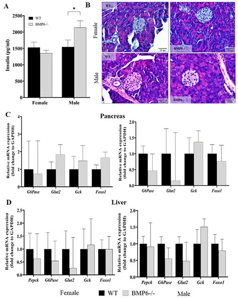 The Influence of BMP6 on Serotonin and Glucose Metabolism
