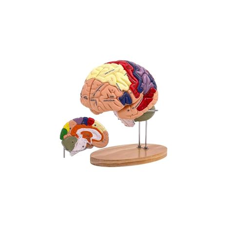 SOEPOTIX Human Brain Model Anatomy, 2X Life Size Human Brain India | Ubuy