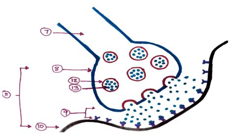 The Synapse Labeled 的图像结果