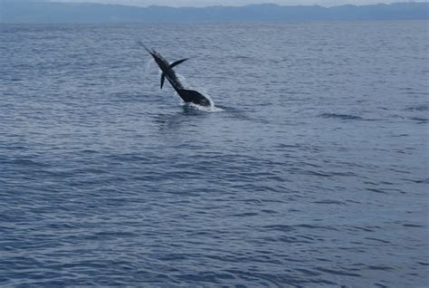 Fishing Vacations (Los Suenos) - All You Need to Know BEFORE You Go