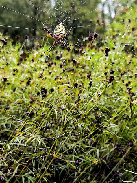 Female Argiope trifasciata (Banded Garden Spider) in CONNELLSVILLE ...