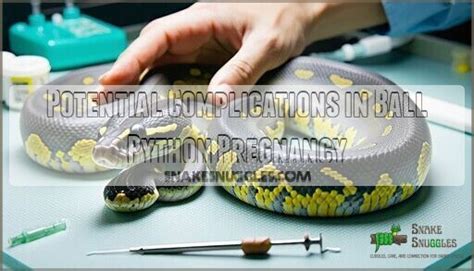 Ball Python Pregnancy 的图像结果