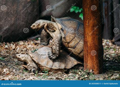 Giant Turtles At Mauritius Stock Photo | CartoonDealer.com #79365036